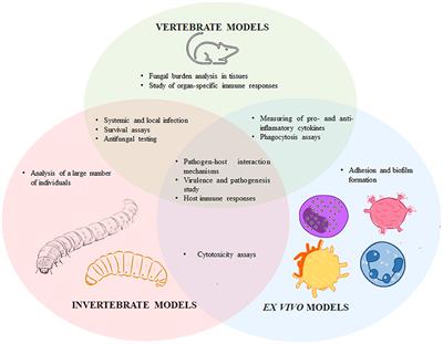 Current Models to Study the Sporothrix-Host Interaction